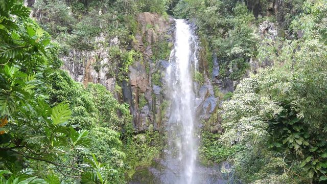 Medium View Of Tropical Waterfall in Jungle 60fps