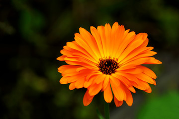 flower on green background Календула