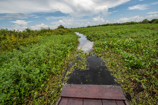 Aquatic plants cover the whole Sangker river, Battambang province, Cambodia 