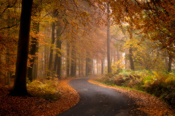 The road through the autumn forest, Ypres, Belgium