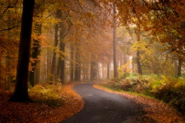 Fototapeten Die Straße durch den Herbstwald, Ypern, Belgien © krist