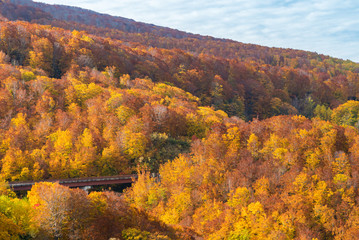 Jogakura Ohashi Bridge Autumn Japan