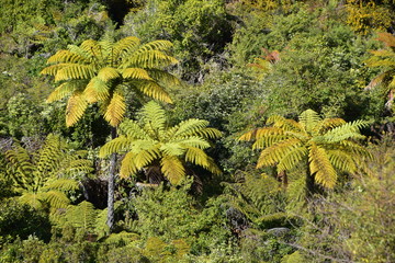 Able Tasman Natinal Park in New Zealand