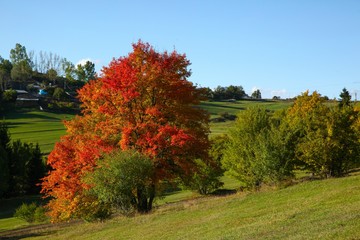 Amazing golden autumn colors in the forest path track.artvin/turkey
