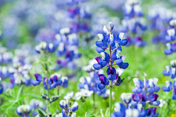 Lupine, Lupinus, Macro Lupin flowers growing in a field, up-close california wildflowers, blue, purple