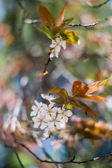 white blossoms on tree branch with red and green leaves, white flowers on ornamental plum tree, white flowers in springtime, small white flowers macro