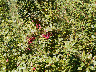 (Berberis vulgaris) Epine-vinette, un arbrisseau épineux aux tiges arquées, aux petites feuilles...