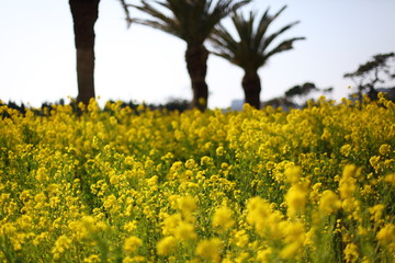 フェニックスと菜の花畑