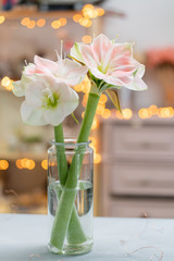 Flowers in big glass vase. Beautiful Blossoms of Amaryllis flower. Wild flowers - Hippeastrum. Vintage background