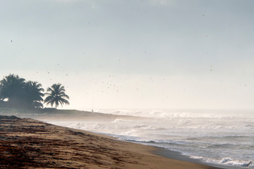 Liberian beach - obrazy, fototapety, plakaty