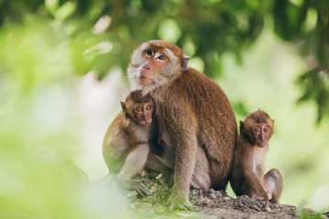 Macaque family in the jungle, in Thailand.