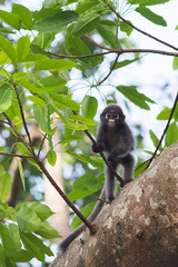 Dusky leaf monkeys in tropical rainforest, Thailand