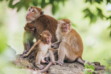 Obraz premium Macaque family in the jungle, in Thailand.