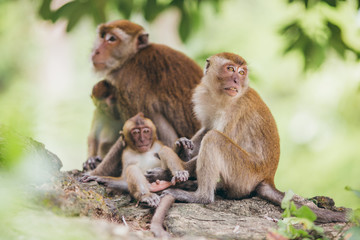 Macaque family in the jungle, in Thailand.
