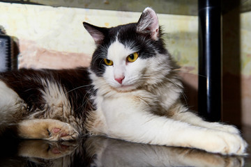 Black and white pet cat with long mustaches lying and resting in a secluded place in the room