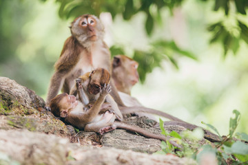 Macaque family in the jungle, in Thailand.