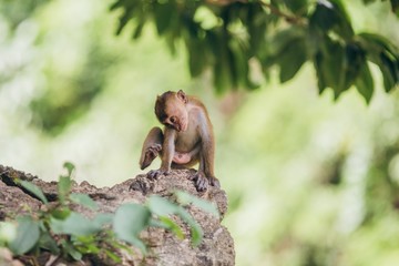 Macaque family in the jungle, in Thailand.