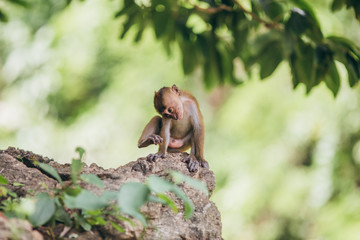 Macaque family in the jungle, in Thailand.