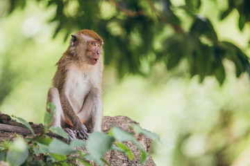 Macaque family in the jungle, in Thailand.