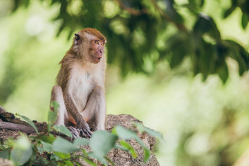 Macaque family in the jungle, in Thailand.