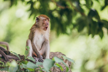 Macaque family in the jungle, in Thailand.