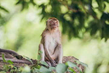 Macaque family in the jungle, in Thailand.