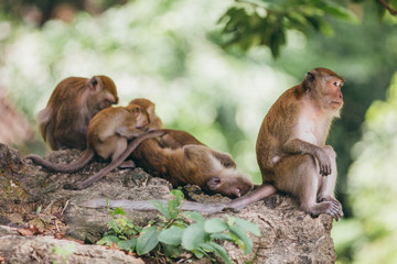 Macaque family in the jungle, in Thailand.