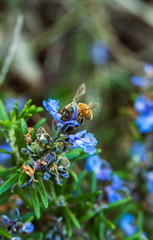 flowering dwarf rosemary shrub, bright blue rosemary flowers, rosemary with bees buzzing around flowers in springtime, green rosemary, kitchen garden herbs
