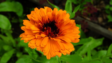 orange flower in the garden календула