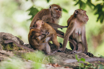 Naklejka premium Macaque family in the jungle, in Thailand.