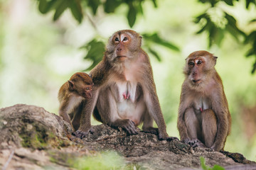 Naklejka na ściany i meble Macaque family in the jungle, in Thailand.