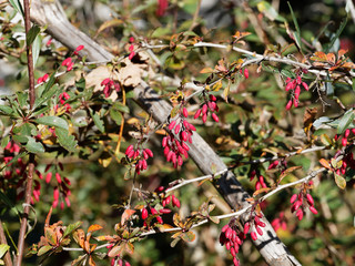 (Berberis vulgaris) Epine-vinette, un arbrisseau épineux aux tiges arquées, aux petites feuilles...