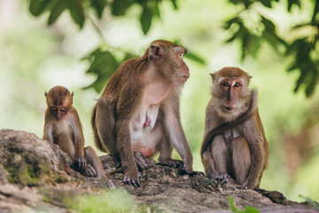 Naklejka na ściany i meble Macaque family in the jungle, in Thailand.
