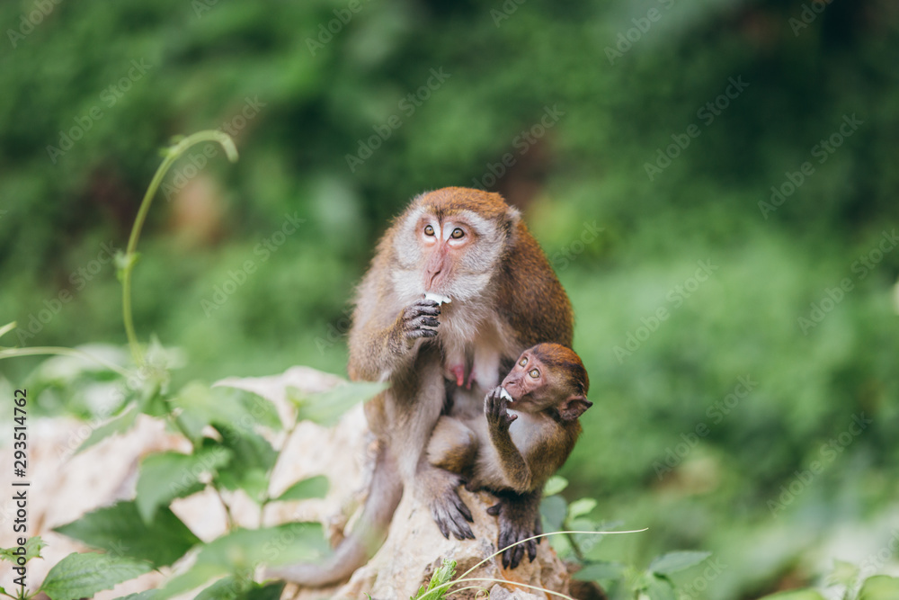 Wall mural Macaque family in the jungle, in Thailand.