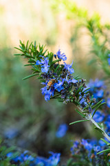 flowering dwarf rosemary shrub, bright blue rosemary flowers, rosemary with bees buzzing around flowers in springtime, green rosemary, kitchen garden herbs