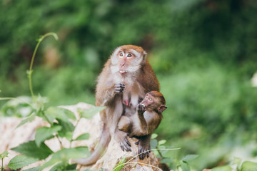 Obraz premium Macaque family in the jungle, in Thailand.