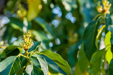 mexicola avocado tree set with buds and flowers in springtime, green leaves and yellow flowers, buds of avocado tree, blossoming fruit tree, tree setting fruit in spring