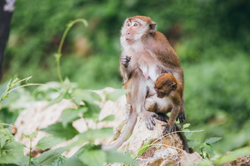 Macaque family in the jungle, in Thailand.