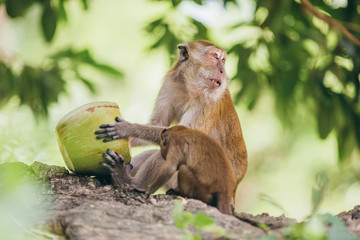 Macaque family in the jungle, in Thailand.