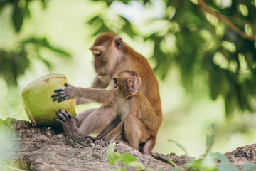 Macaque family in the jungle, in Thailand.