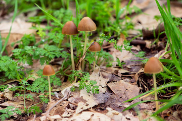 group of wild mushrooms, macro wild mushrooms, brown skinny mushrooms in the forest, mushrooms on the forest floor