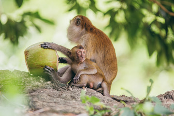 Macaque family in the jungle, in Thailand.