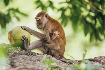 Macaque family in the jungle, in Thailand.