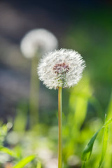 Obraz premium dandelion flower growing among spring grass, macro detail of dandelion, up close dandelion