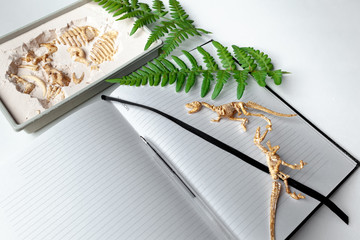 Naklejka premium Archaeological excavations. Archiologist notebook. Scientific diary. Dinosaur skeleton and fern leaves on a white background