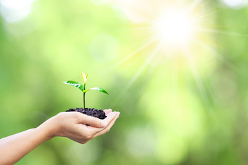 A small tree in hand, ready to plant, is growing in the light of the sun in the morning, with a natural green background. The concept of love the world.