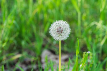 dandelion flower growing among spring grass, macro detail of dandelion, up close dandelion