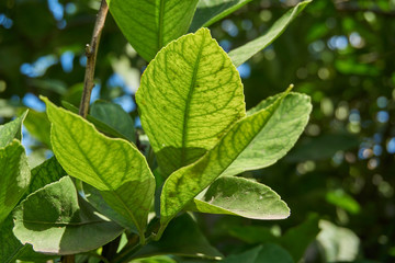 Fototapeta na wymiar green leaves of lemon tree
