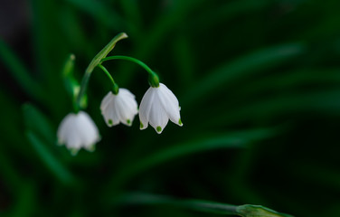 snowflake flowers in the spring, spring bulbs, flowering bulbs, white flowers in springtime