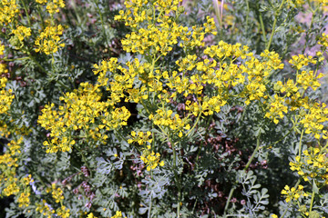 Ruta graveolens, commonly known as the, common rue or herb-of-grace, is a species of Ruta grown as an ornamental plant and herb. It is also cultivated as a medicinal herb, as a condiment.